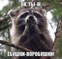 Енот Яша "работает" в ветклинике, успокаивая собак перед приемом