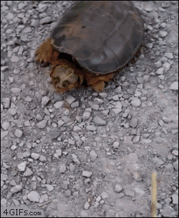 Черепаха за первую минуту проползла 4.7 м. Черепаха гиф. Бешеная черепаха. Черепашка гифка. Черепаха ползет.