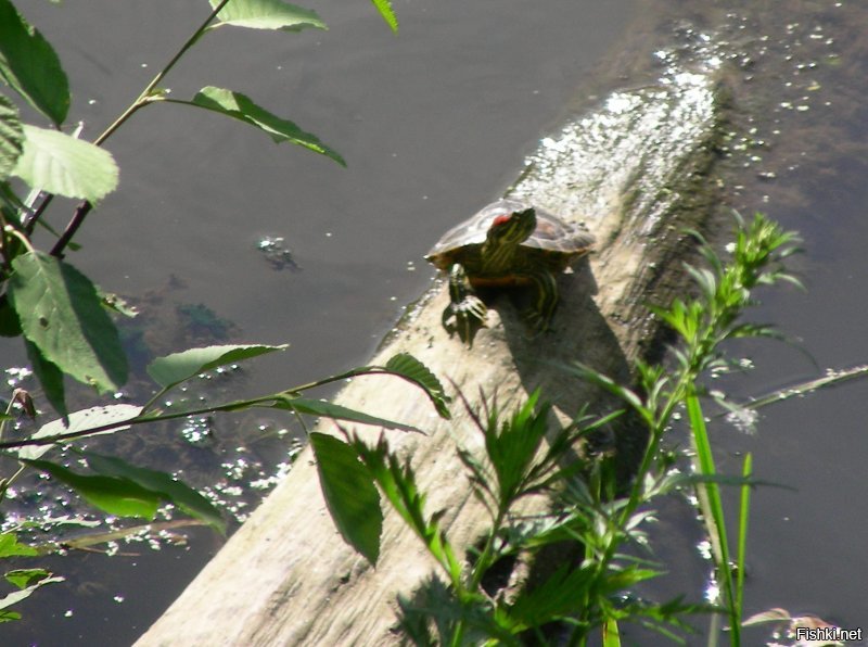 Сфотографировал в позапрошлом году в реке Сходня в Сходненской чаше (Москва, Тушино). Красноухая черепаха. Черезвычайно осторожны. Видел двух, панцирь см 15 в диаметре. Годом ранее на том же месте видел черепаху с панцирем под 30 см. Место тихое, рыбы и прочей живности  хватает, да и люди не мешают...