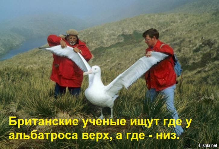 Почему крылья у альбатросов разного цвета