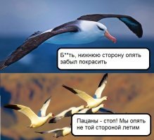 Почему крылья у альбатросов разного цвета