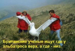 Почему крылья у альбатросов разного цвета
