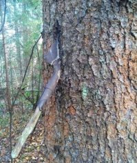 Чё, серьёзно? С каких пор, шанцевый инструмент стал боеприпасом?
"4. Боеприпасы, застрявшие в деревьях"