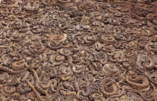 Типичный женский коллективчик .