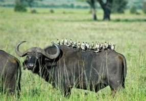 Мляяя, круто!!! (сраказьм)