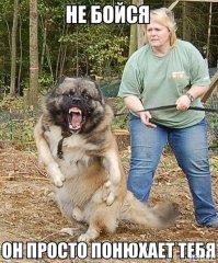 Осторожно, добрая собака