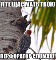 Замедленная съемка, как дятел долбит дерево