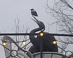 А сорока и цапля?
Ресторан на Кронверкском. СПб.