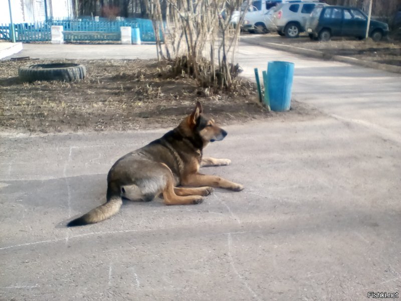 И тебе добра. И вот он, "щеночек". В нашем дворе живёт. Жирный бездомный пёс (такое бывает). 75 см в холке.