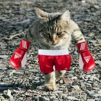 Когда все думают, что ты рисуешь какую-то хрень, а на самом деле реалистичных котов