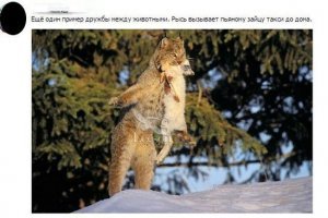 Олень и галка: взаимовыгодное сотрудничество