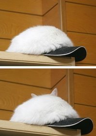 Когда все думают, что ты рисуешь какую-то хрень, а на самом деле реалистичных котов