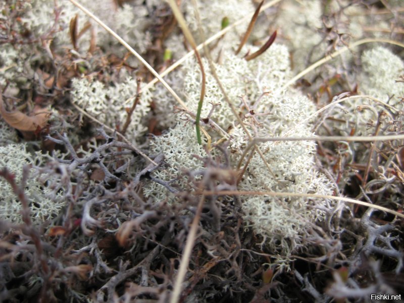 Камчатские пейзажи