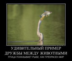 Олень и галка: взаимовыгодное сотрудничество