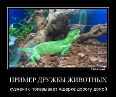 Олень и галка: взаимовыгодное сотрудничество