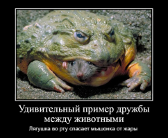 Олень и галка: взаимовыгодное сотрудничество