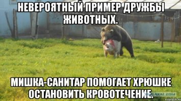 Олень и галка: взаимовыгодное сотрудничество