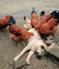 Это барбос анитблошиный крус проходит? :)