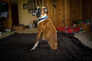 а как он интересно по нужде ходит?