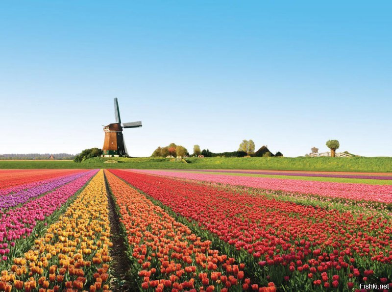 тюльпанные плантации Голландия