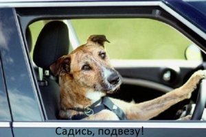 Ворона пытается оплатить билет чужой банковской картой