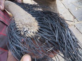 Подумал что это дикобразу скальп сняли