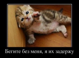 Белка украла у канадца камеру и сняла свой эпичный побег на видео