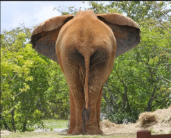 10 вещей, которые вам вряд ли доводилось видеть своими глазами