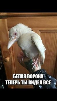 10 вещей, которые вам вряд ли доводилось видеть своими глазами