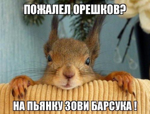 Упорная и наглая белка не смогла обворовать птичью кормушку