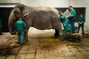 Вот работа не для слабаков...