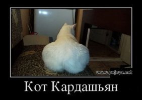 16 мейн-кунов, в сравнении с которыми ваш котик будет смотреться крошечным