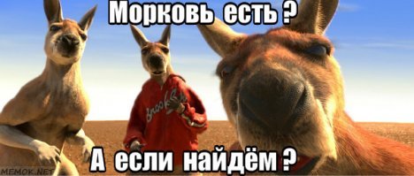 Кенгуру нападают на туристов из-за морковки