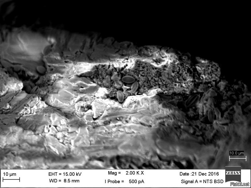 Стоит добавить, что электронный микроскоп выдает ч/б изображение и затем оно раскрашивается.
Доводилось играться с эл. микроскопом - очень круто!
1) Морская песчинка с обитателями - увеличение 2000х;
2) Обитатель длиной 7,4 микрометра - увеличение 10000х.