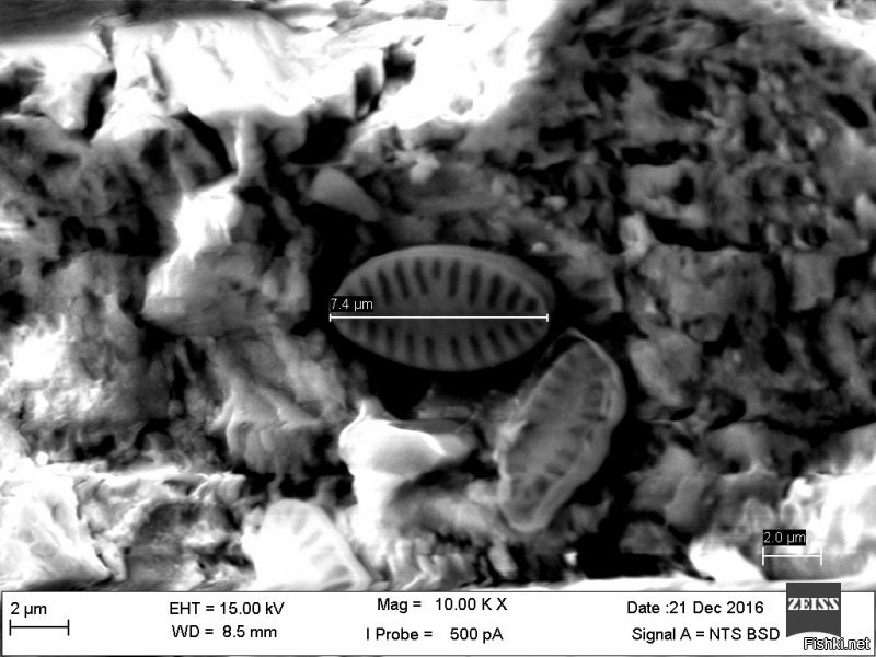 Стоит добавить, что электронный микроскоп выдает ч/б изображение и затем оно раскрашивается.
Доводилось играться с эл. микроскопом - очень круто!
1) Морская песчинка с обитателями - увеличение 2000х;
2) Обитатель длиной 7,4 микрометра - увеличение 10000х.