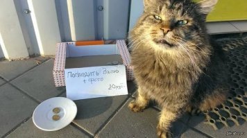 Попрошайничать животным будет нельзя, а зарабатывать можно?