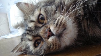 16 мейн-кунов, в сравнении с которыми ваш котик будет смотреться крошечным