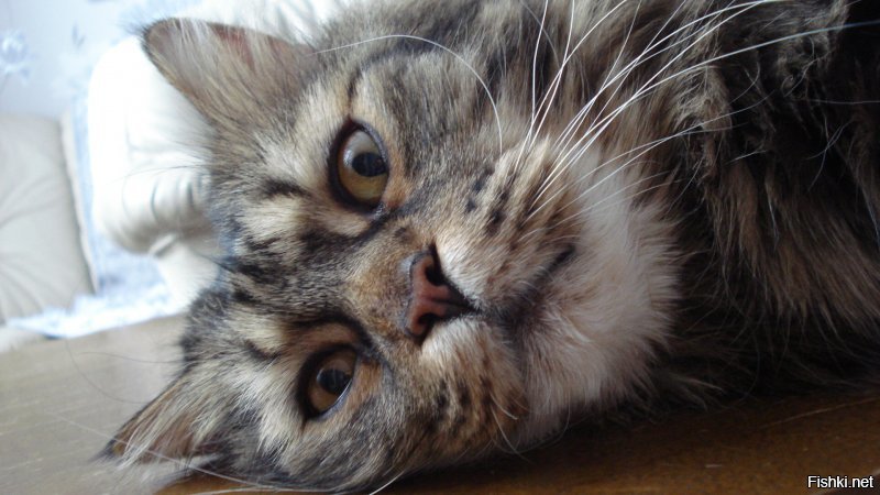 16 мейн-кунов, в сравнении с которыми ваш котик будет смотреться крошечным