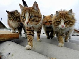 Очень колоритные уличные коты