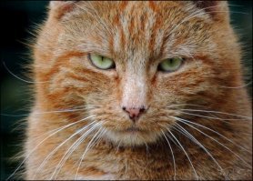 Очень колоритные уличные коты