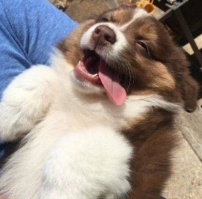 Мне кажется этот пёс отдыхает лучше чем я =(