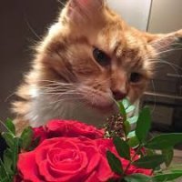 а мы думали, что розы здесь нюхаем