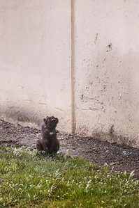 Очень колоритные уличные коты