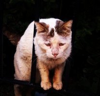 Очень колоритные уличные коты