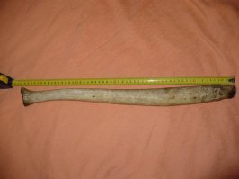 Ничего особенного)
Хрен моржовый - одна из скелетных костей моржа, имеет длину около 50 см (но бывает и длинее). По абсолютной длине эта кость уступает только китам, а относительно длины тела   уверенно держит рекорд среди млекопитающих. На земном шаре обитает несколько млекопитающих, у которых мужской половой орган приводится в "рабочее состояние" не благодаря крови, наполняющей при возбуждении пещеристые тела, а при помощи кости, к которой крепятся ткани и семяточник. Одним из таких животных является морж. Для полового акта моржовый член не поднимается, как у других, а опускается от живота, где находится в спокойном состоянии.