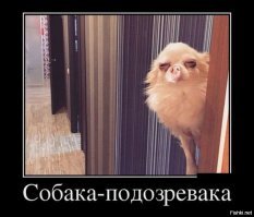 Смешные картинки с надписями