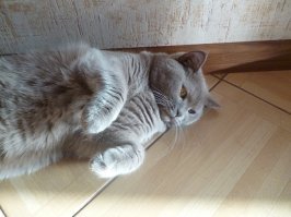 утром, уходя на работу, ищу кошку, случалось пару раз
запереть ее на лоджии ... провожу рукой от ушей до кончика хвоста
вечером она встречает меня, трется, съезжает по ногам,
ловит головой мою ладонь, чешу ей спину против шерсти, она мурлычет,
минут через 5-8 падает на бок и вытягивается - церемония закончена