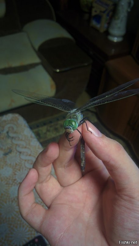 Вот такую странную муху у себя дома поймал.