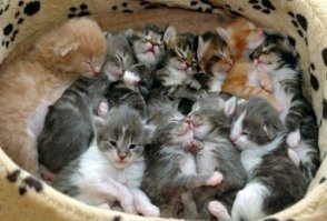 Сначала были розы...