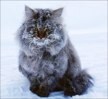 Очень колоритные уличные коты